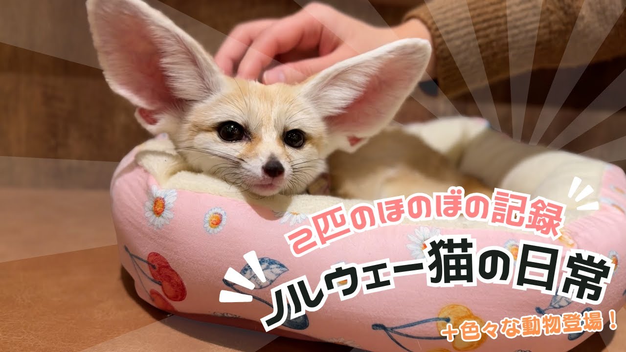 2025年も頑張っていきましょう！ハリネズミ、ミーアキャット 、フェネックも登場！！#猫のいる生活 #norwegianforestcat #cat #cats #ノルウェージャンフォレストキャット
