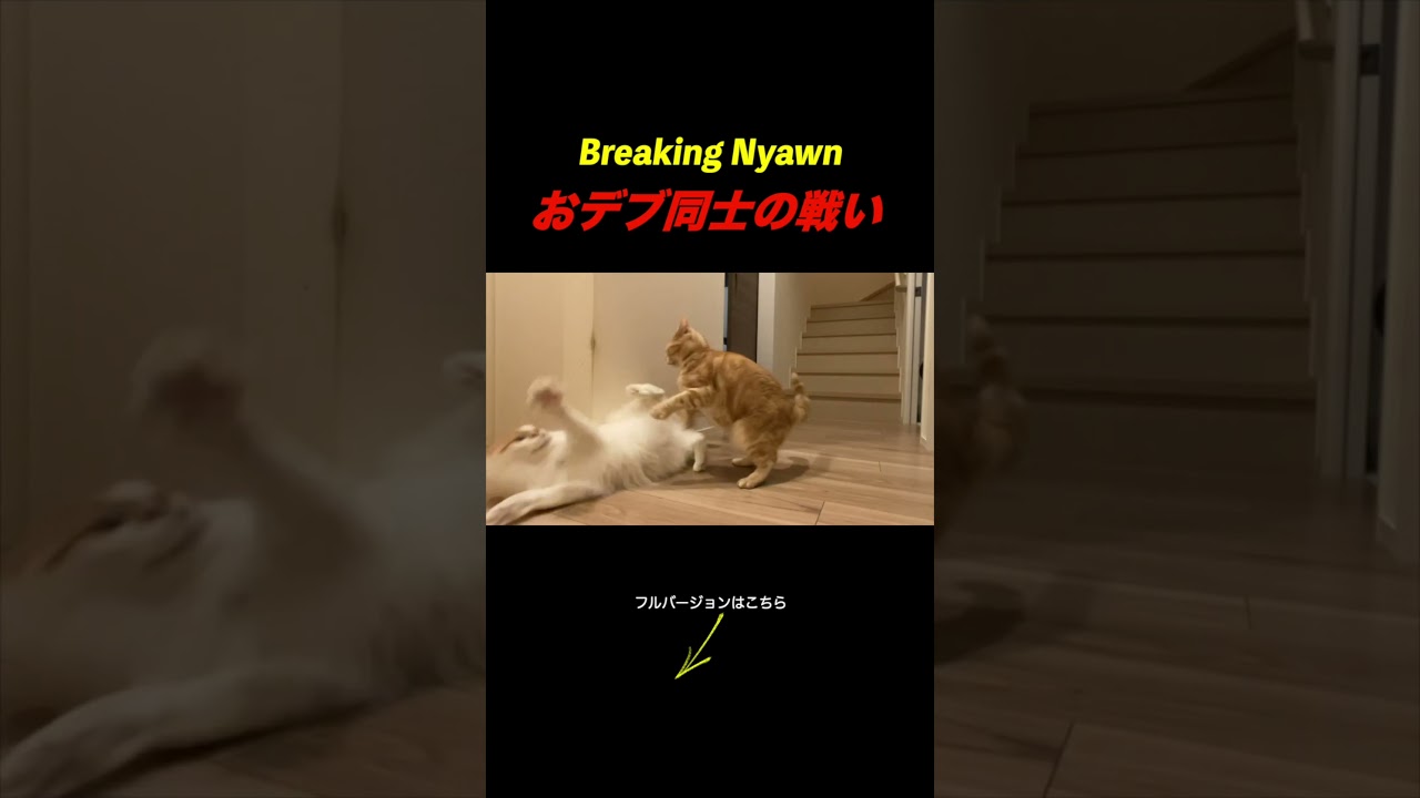 ぽちゃ猫同士の小競り合いがこちらww #cat #ねこ#funny