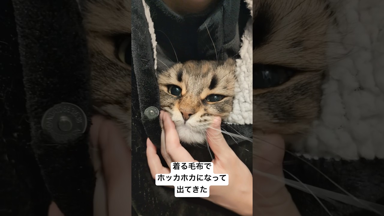 ホクホクねこちゃん#猫 #サイベリアン #着る毛布