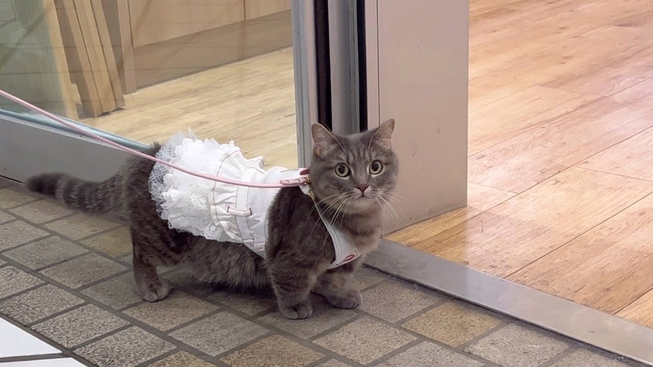 猫がお散歩中にこんなことをするとは...