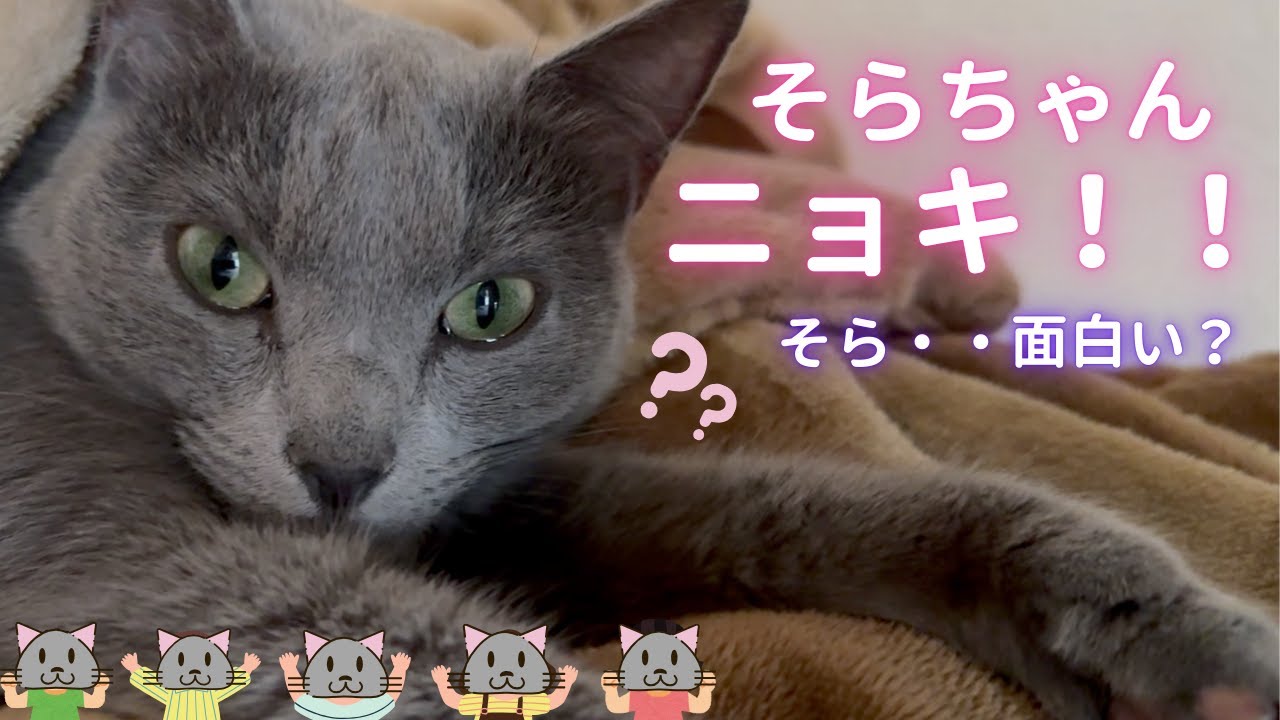 【猫ロシアンブルー】ニョキ‼️そらちゃん・・人間ですか？（笑）