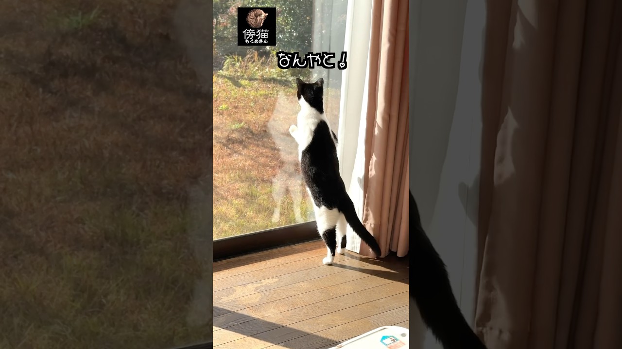 同期する  ごまかしシペと  あきれシペ　#cat #子猫 #猫のいる暮らし #猫との生活 #保護猫 #cute #かわいい猫 #kitty #肉球 #はちわれ #猫ミーム