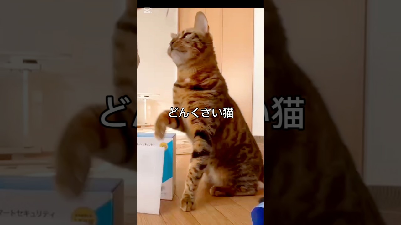 どんくさい猫 #猫 #猫動画 #猫のいる暮らし #ベンガル #cat #fyp #shorts #short