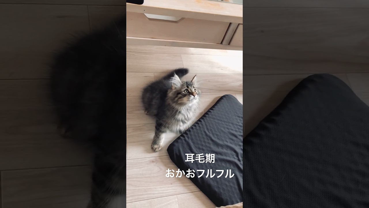 おもちゃに夢中すぎ #猫 #サイベリアン #子猫
