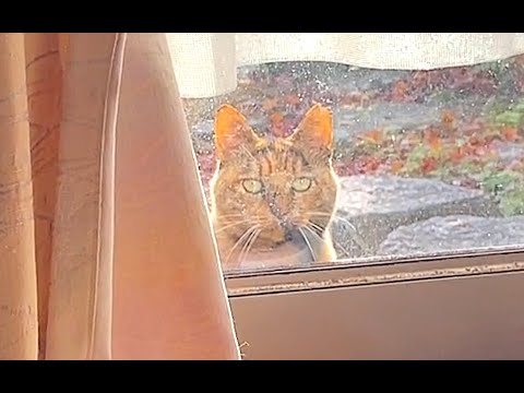 【ねこ日常系】呼んだら庭から帰ってくるよ【猫と日本の庭】