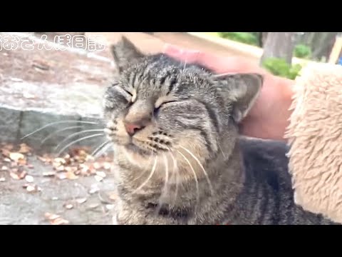 ハチワレに特等席を取られたキジトラを撫でたら嬉しそうに☺️