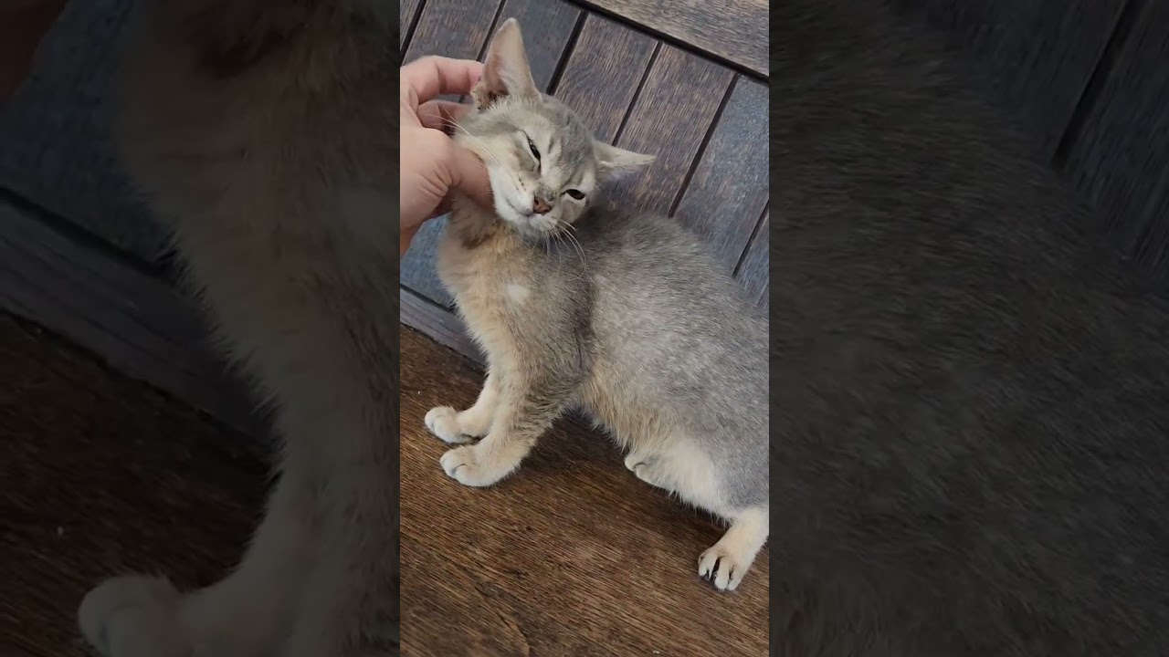 アビシニアン とっても甘えん坊で撫でられるのが大好き🐱💖