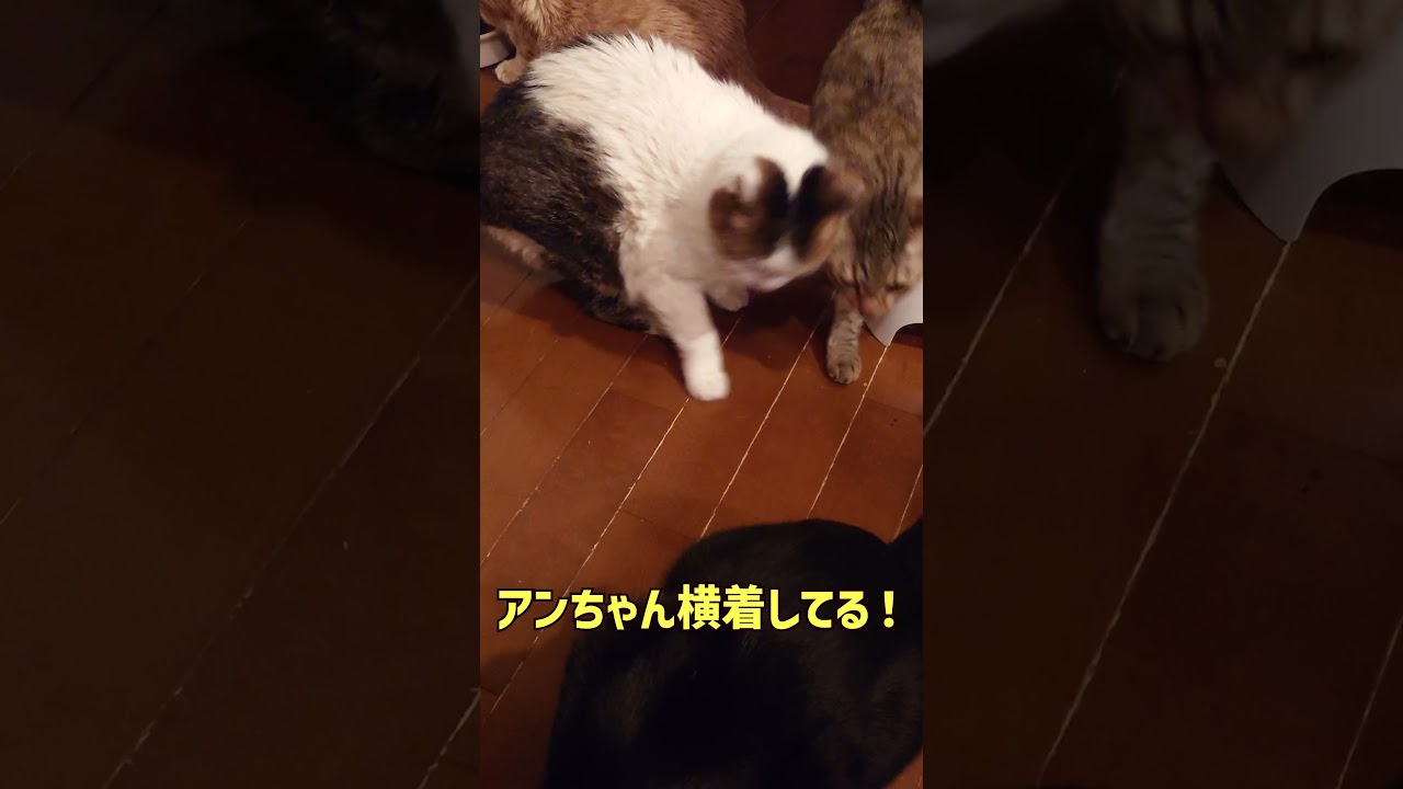 にゃんこのS字カーブチャレンジ【我が家の猫にゃんず】 #cat #保護猫