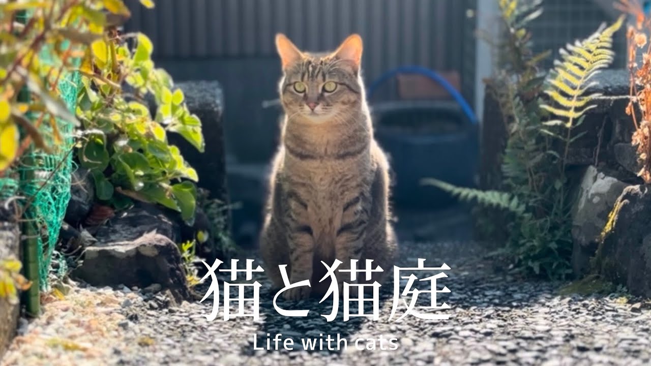 超ブラックな猫のお仕事【猫庭】