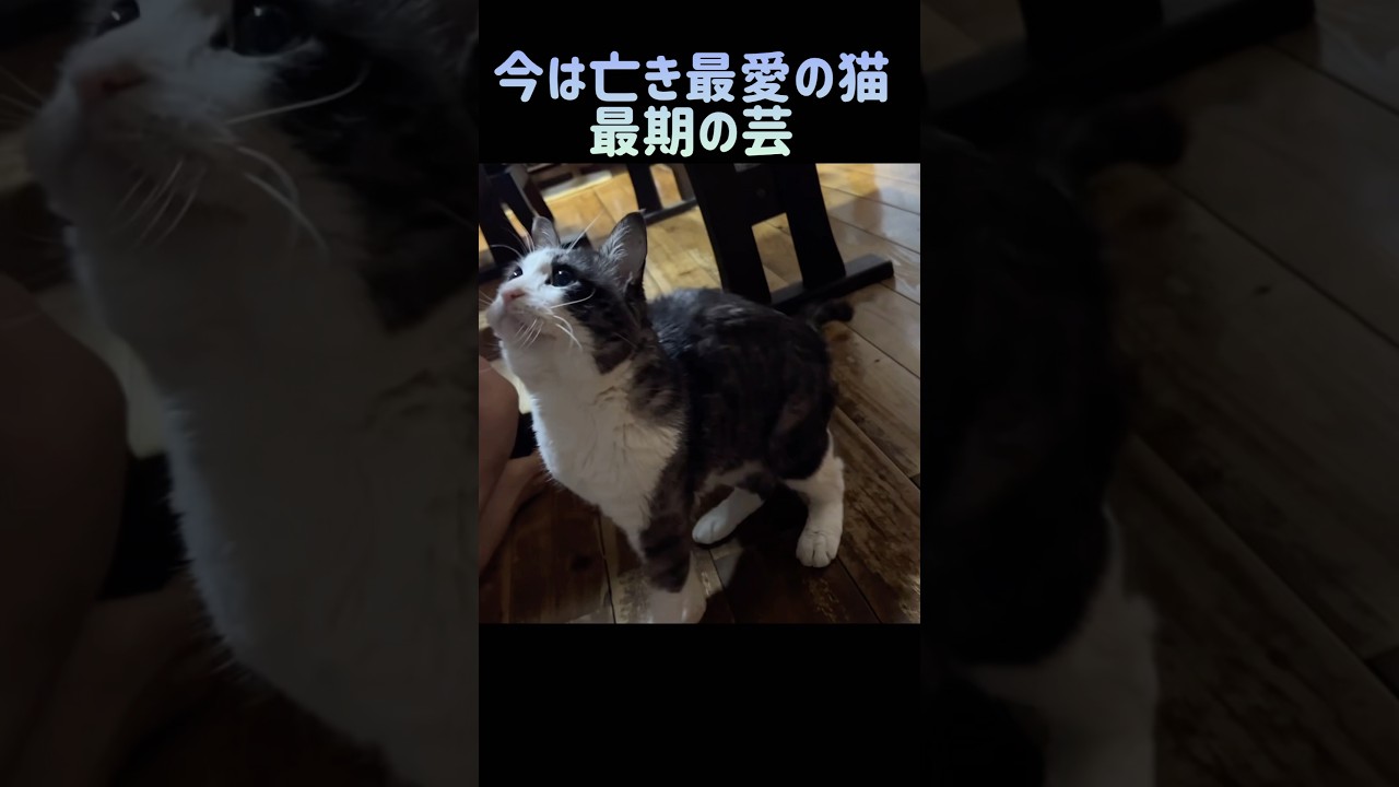 【最期の芸】猫ってこんなに色んな芸を覚える動物だっけ？
