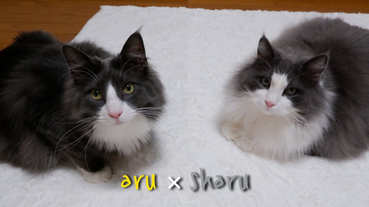 【歳の差ペア】９さい差のノルウェージャンフォレストキャットとターキッシュアンゴラが微笑ましい❤️