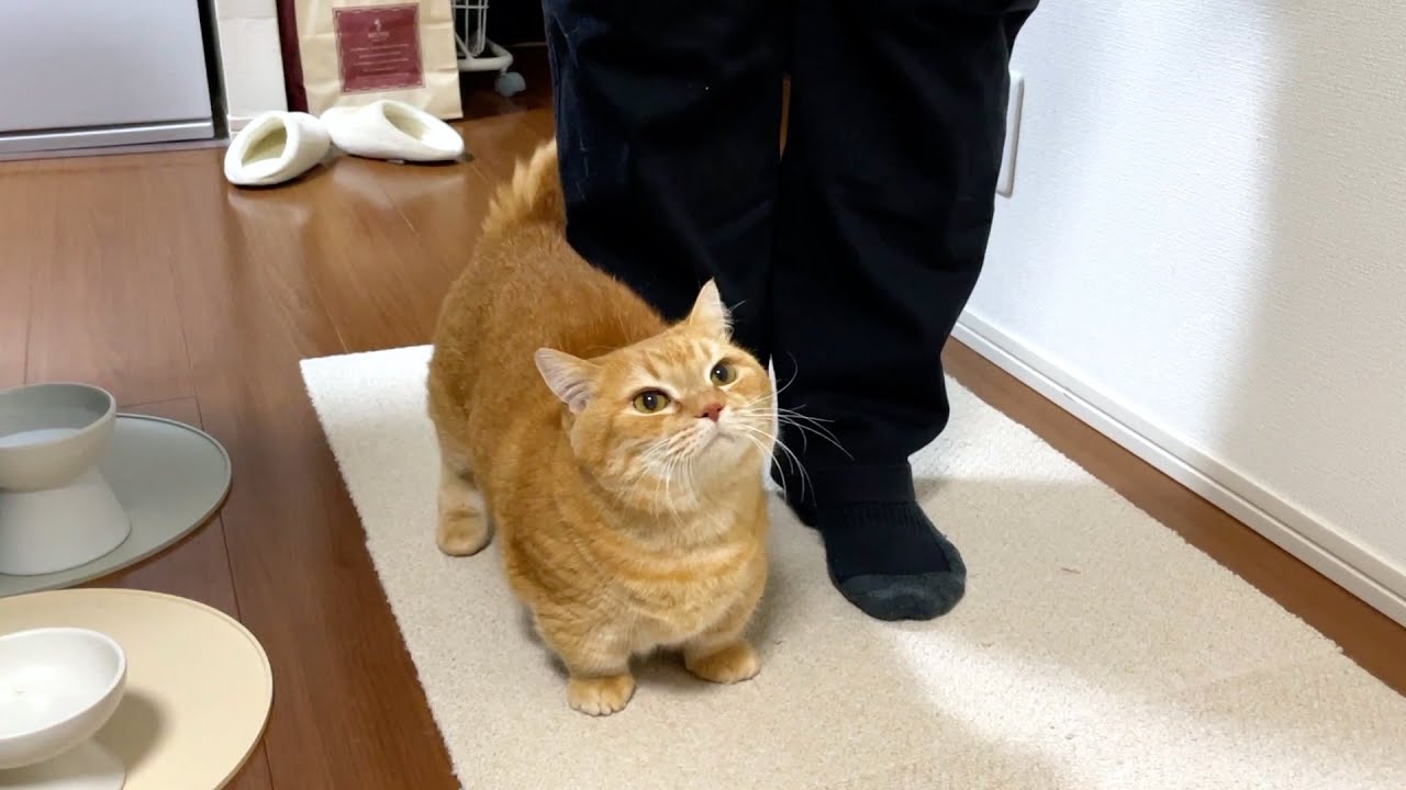 パパは自分にべったりなプリンを自慢したい！