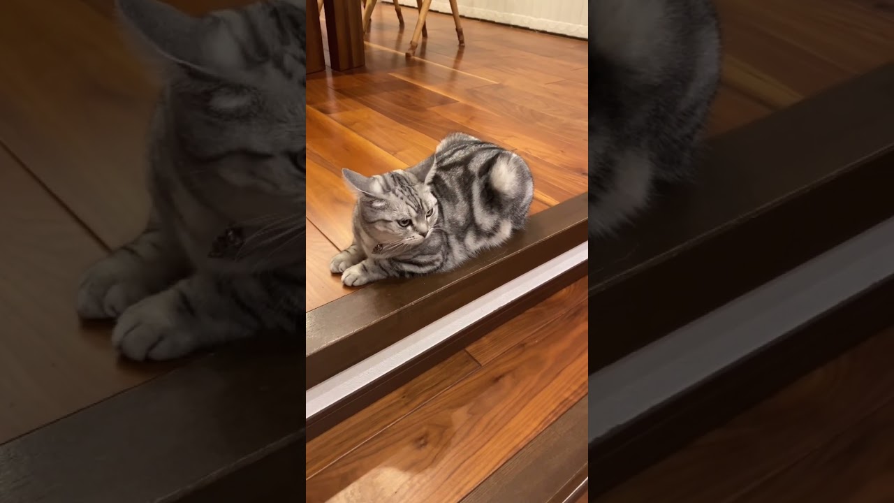 我が家のスフィンクス☺️#アメショ#スフィンクス#可愛い猫動画#三毛猫#元自然猫