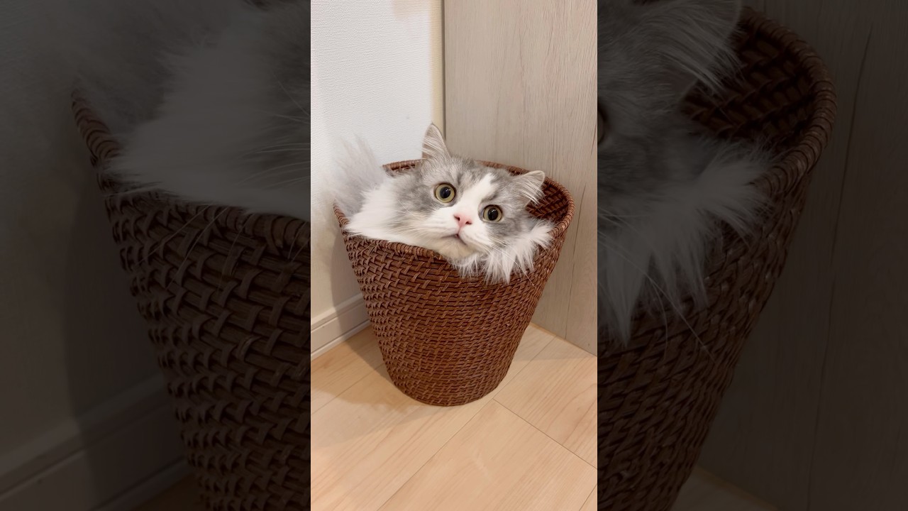 ごみじゃないよ、猫だよ♡ #猫  #ねこ #マンチカン #短足マンチカン