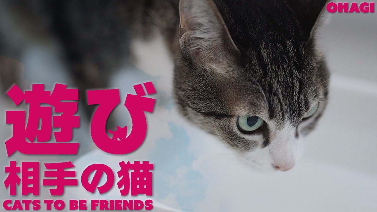 猫の遊び相手