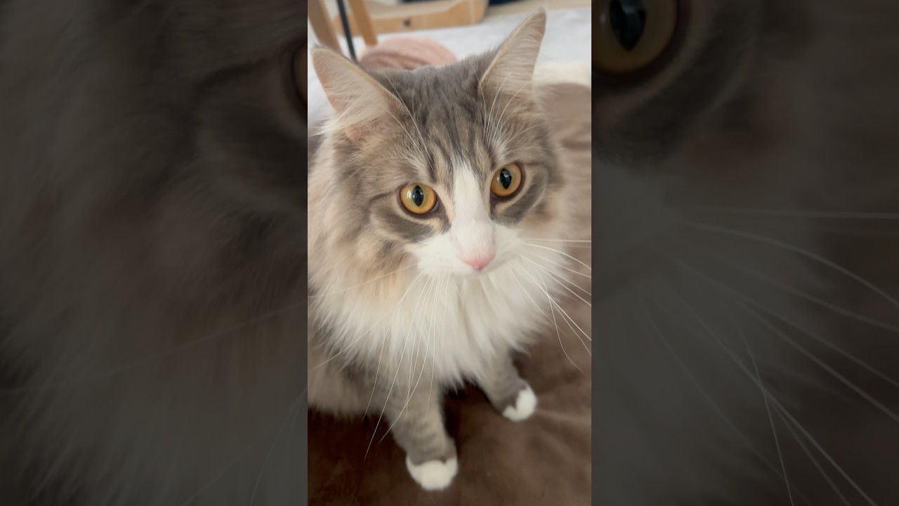 遊んでにゃ #サイベリアン #siberian #1歳9ヶ月 #cat #猫 #shorts