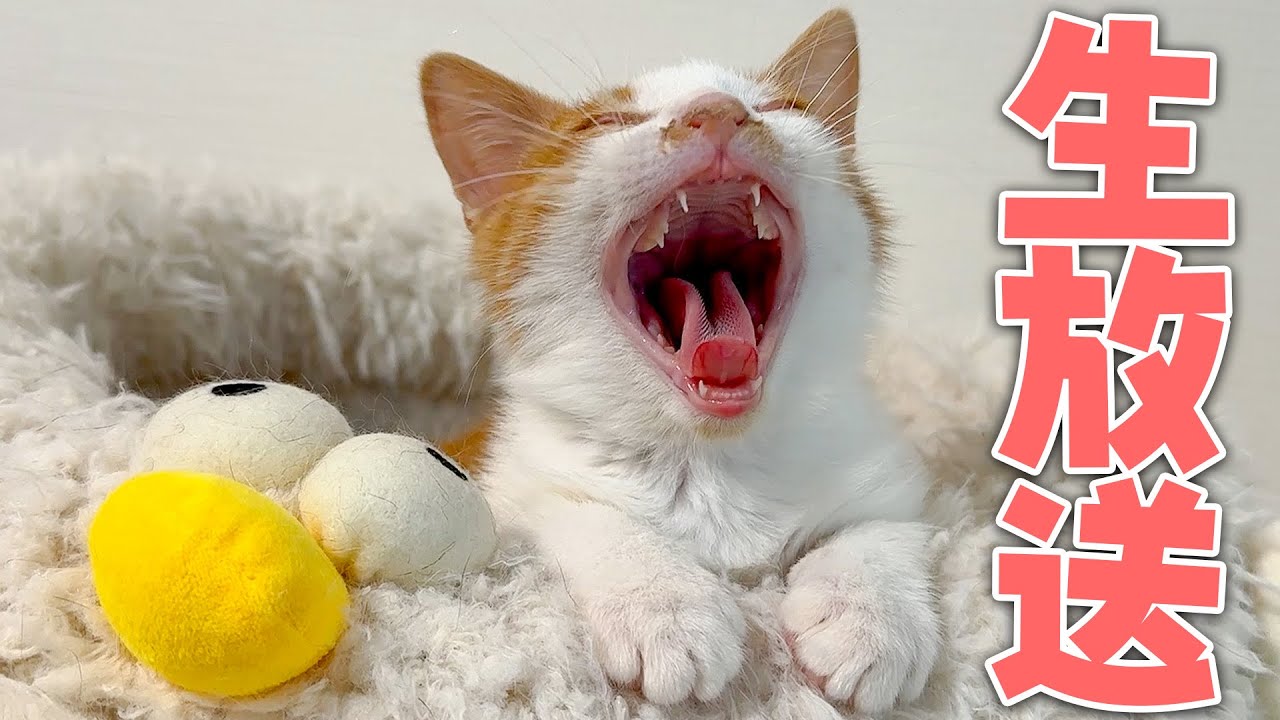 【🔴】もう夜中なので子猫を寝かしつけなければいけない生放送