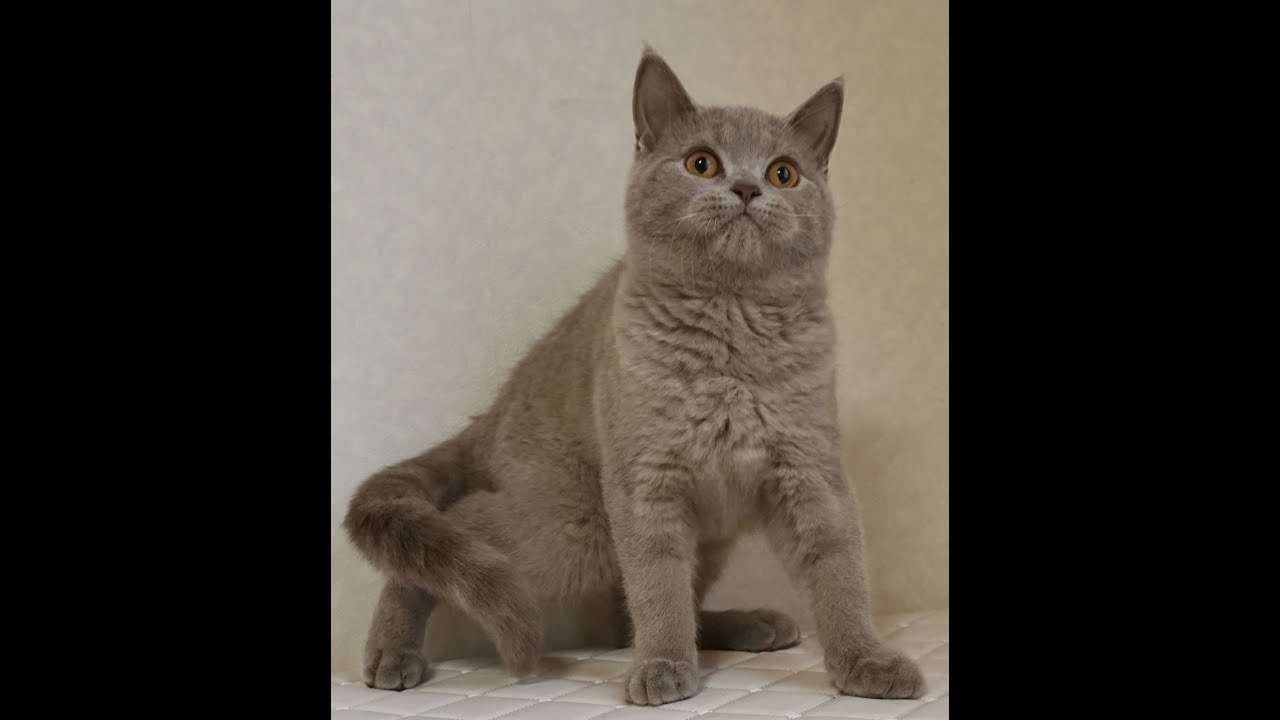 ブリティッシュショートヘアー子猫　British Shorthair　2024.8.3産まれ　ライラック　男の子　シーダキャット猫のお店