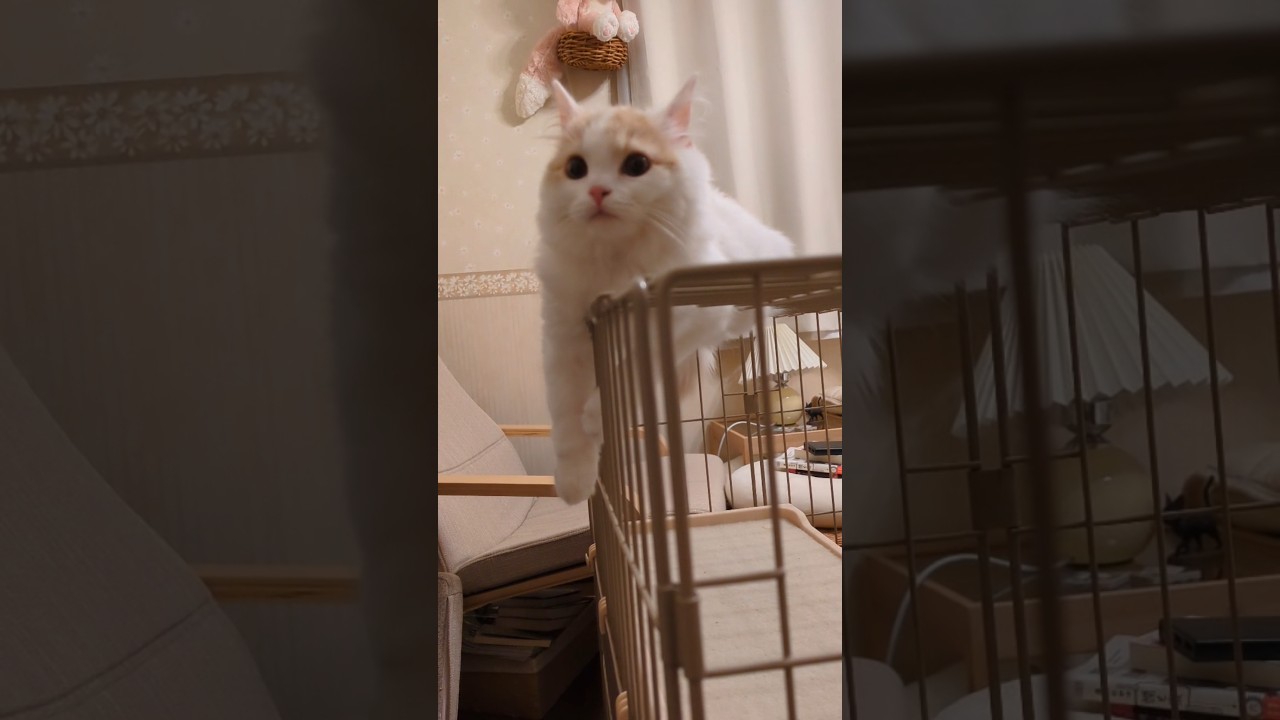 【スコティッシュフォールド】あの手この手で。 #cover #cat #猫 #猫のいる暮らし #かわいい子猫