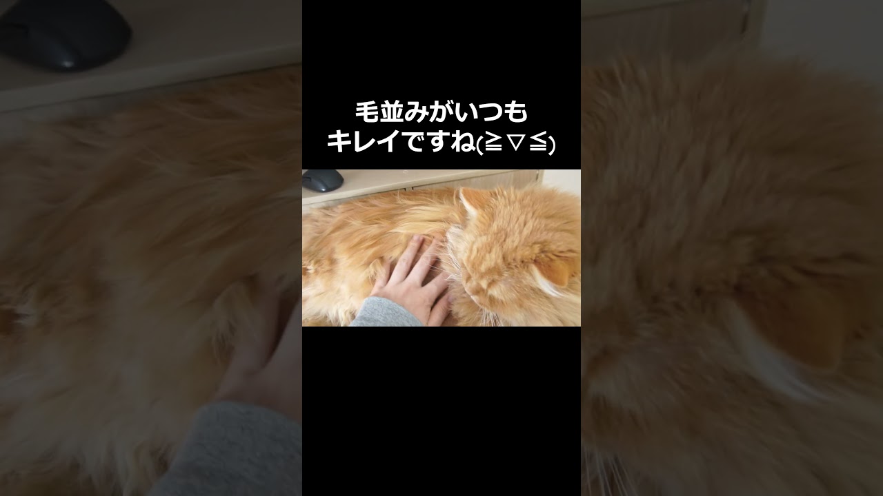 【猫】もふもふの誘惑には勝てない！#猫 #cat #可愛い #ラガマフィン #もふもふ #モフモフ #猫のいる暮らし #癒し  #癒される