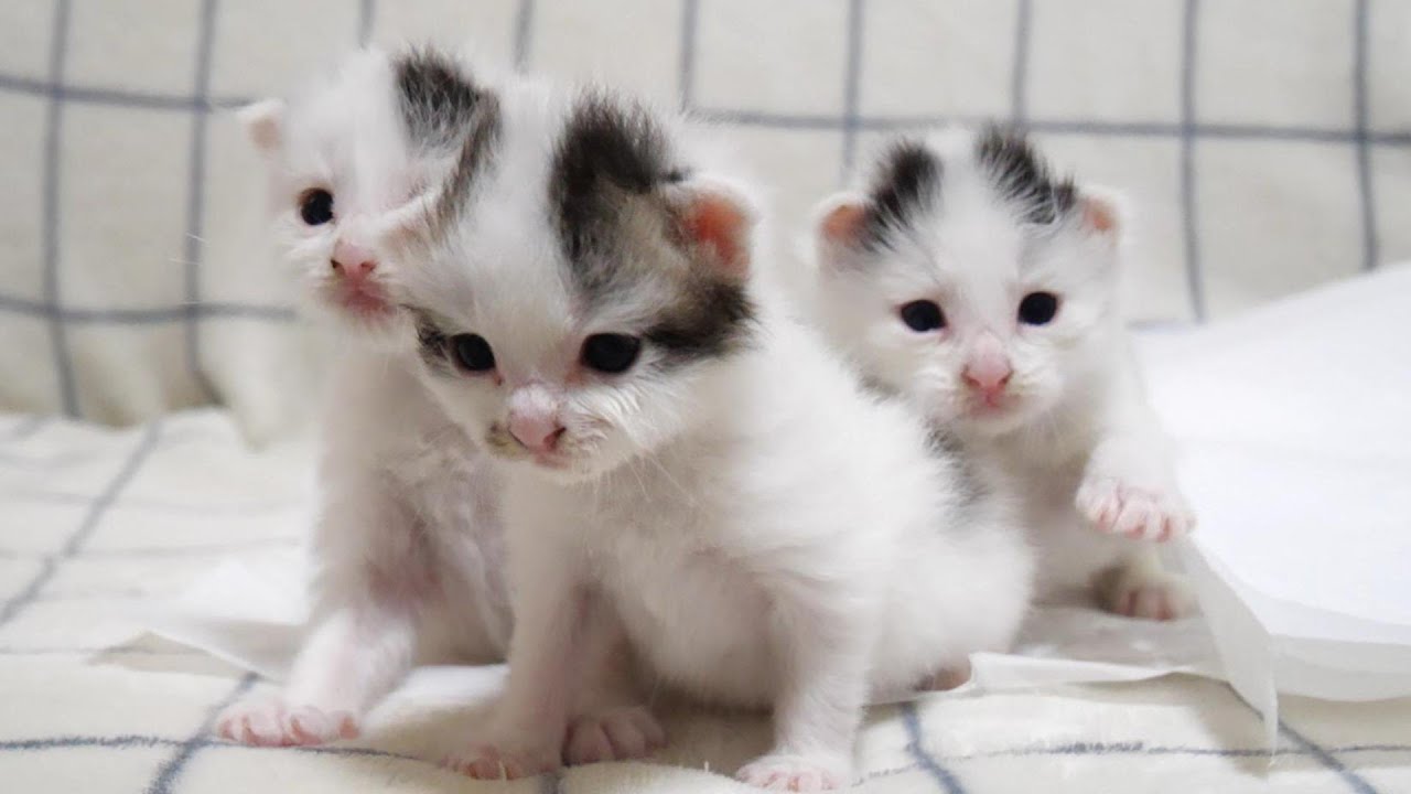まるで忍法？子猫分身の術で増殖中の豆大福３兄妹？【赤ちゃん猫　保護猫】