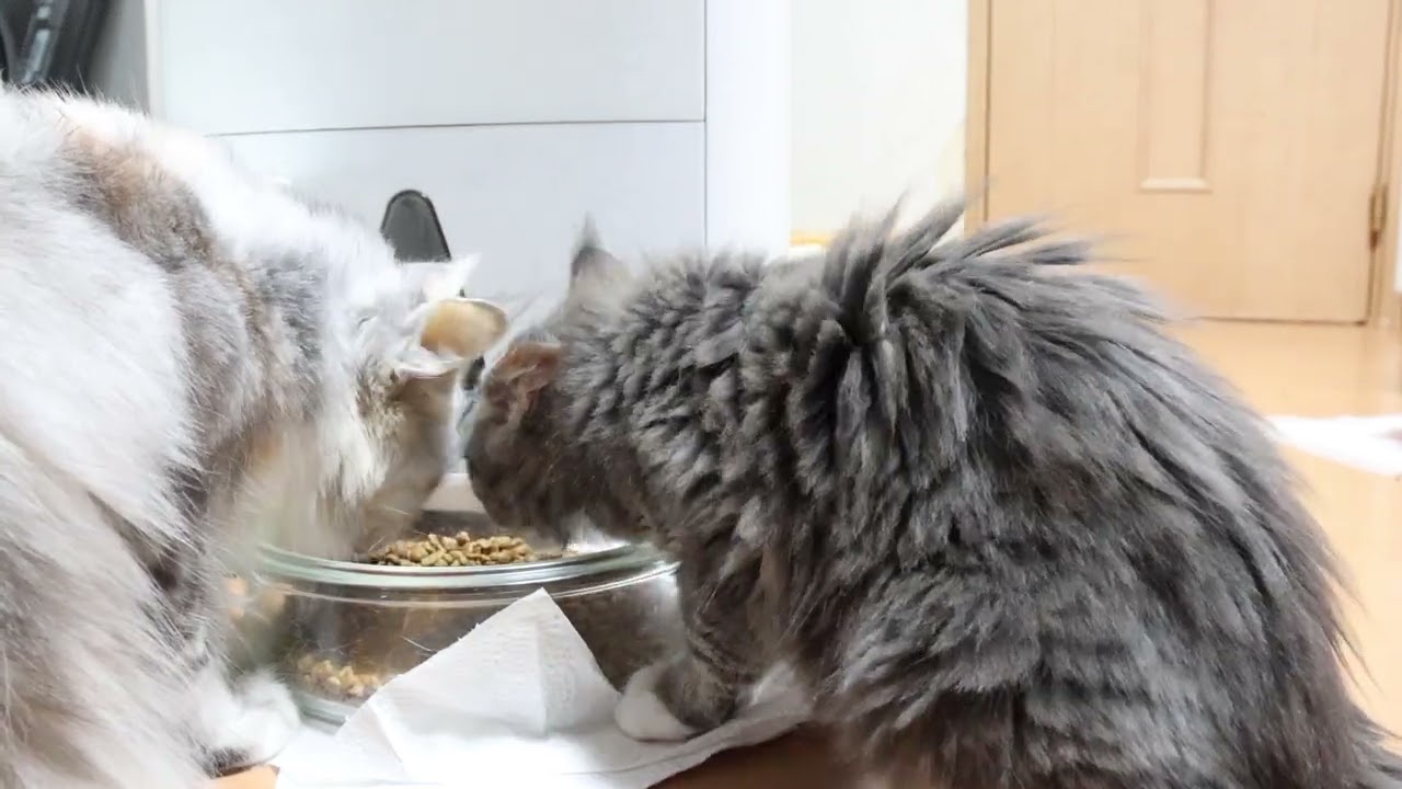 メインクーン子猫ノートちゃん家に来て１週間