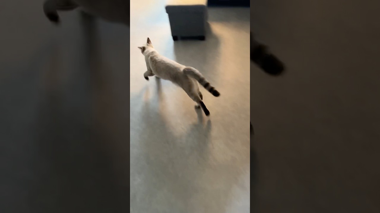 朝から元気なねこ　#シャムトラ  #元保護猫 #シャムミックス  #cat #猫耳 #kitten  #猫耳 #siamese mix
