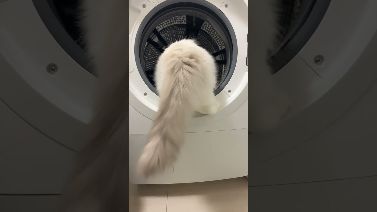 洗濯機が気になるいっぺい🐈#cat #catlover #ラグドール #猫動画