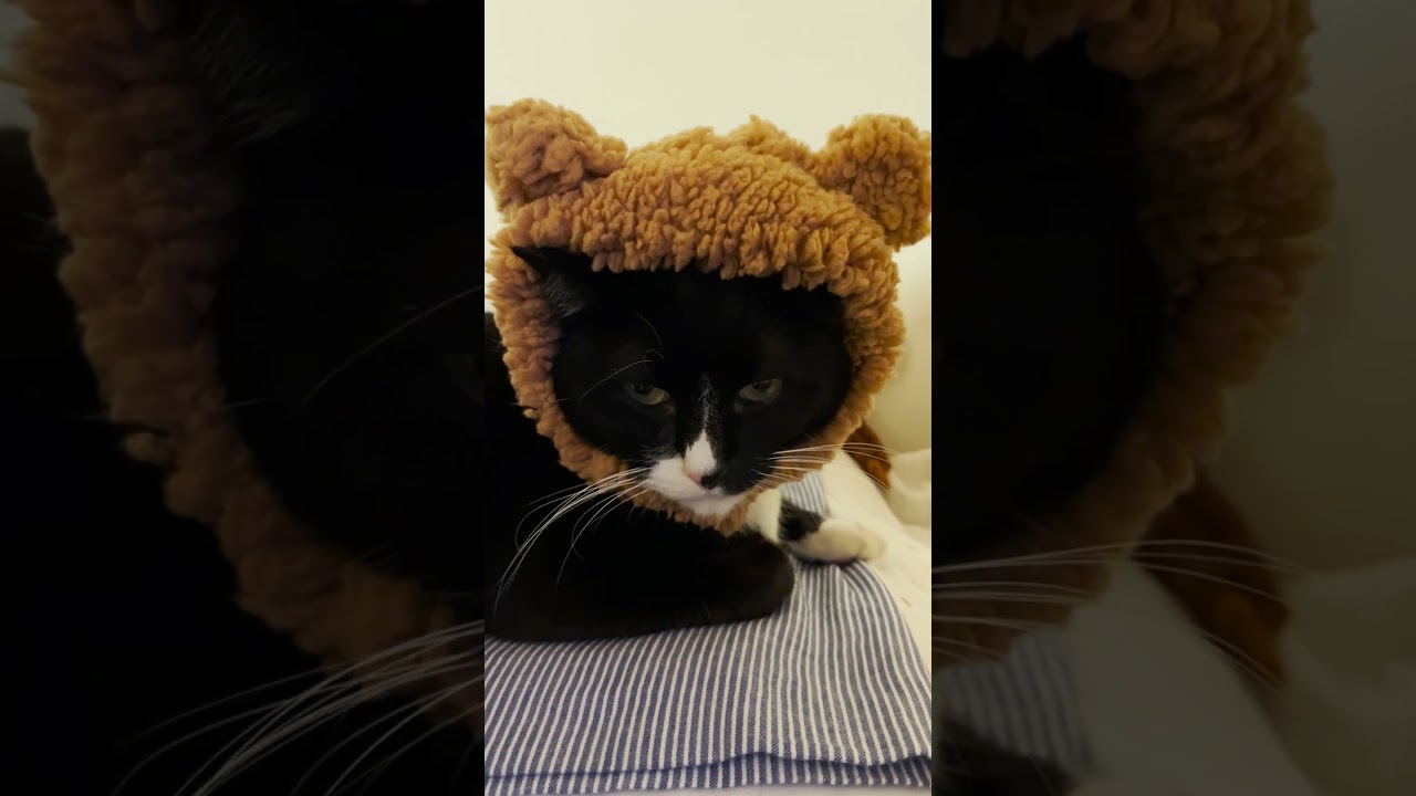 くまさんはどうかな？