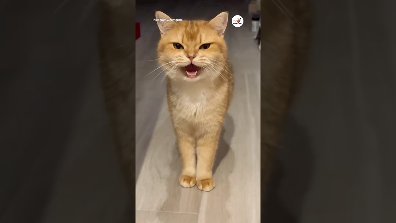 めっちゃ怒られました😭｜PECO #猫の鳴き声 #ブリティッシュショートヘア #猫のいる暮らし #britishshorthair #meowingcat #meowingfunny