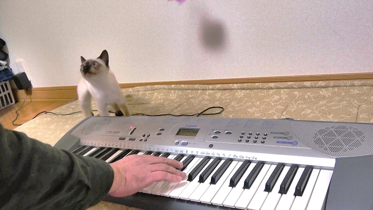 シャム子猫の前でシンセサイザーを弾いたら踊って喜んだ🎹