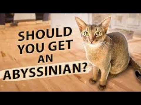 Meet the Abyssinian Cat The Dog-Like Feline#dragonadventure #catlovers #wildlife @animation_tv_78