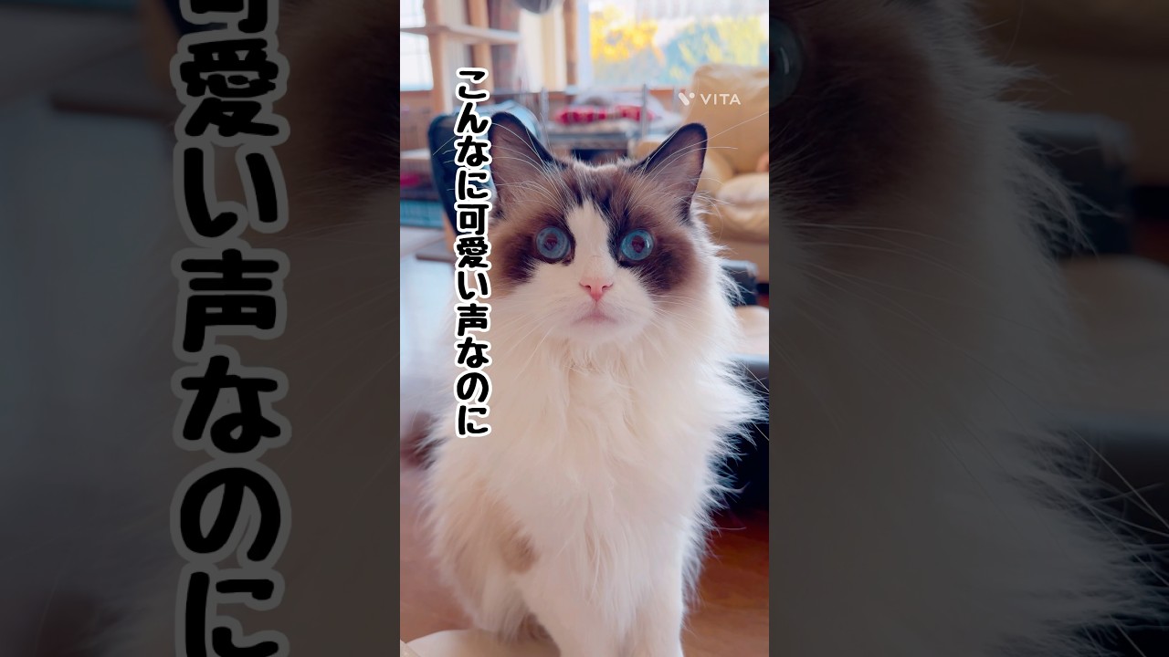 【可愛いだけじゃダメだった猫】#猫 #猫のいる暮らし #ラグドール #shorts