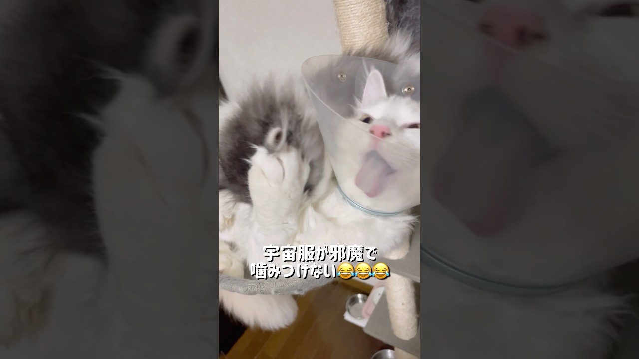 慣れない宇宙服で苦戦を強いられる大子猫 #shorts