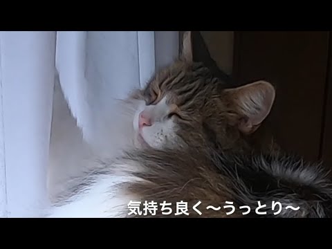 キャットタワーでまどろむ猫/A cat keeps dozing off on a cat tower.