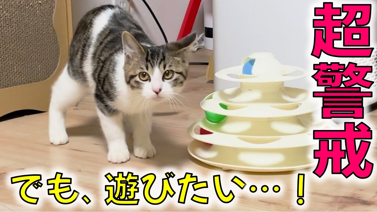 人間コワイ…！保護子猫に避けられ続ける主…／かのみくマッチ2025開幕