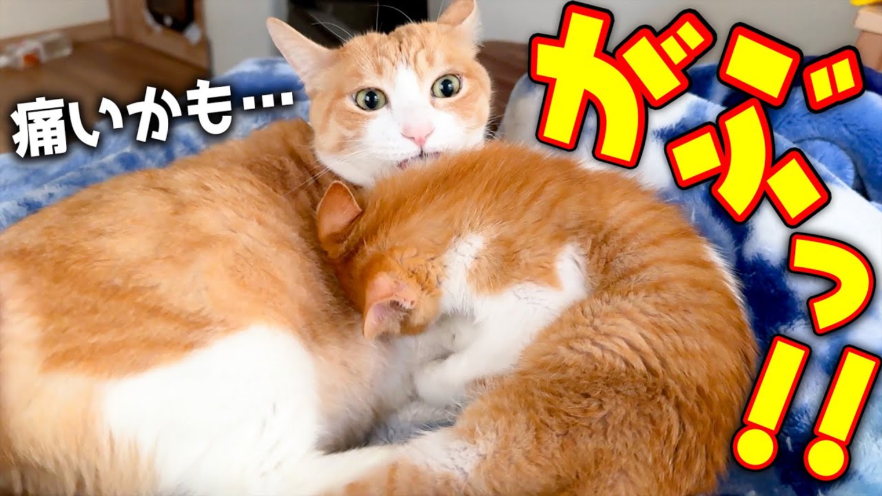寝ぼけた子猫が先輩猫に噛み付いて何をしても離れなくなってしまいました…