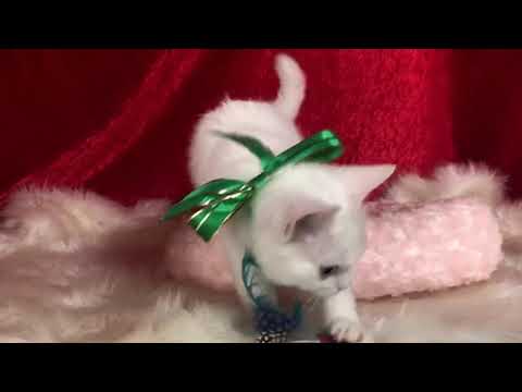 セルカークレックスの子猫 2021/03/15生 ホワイト グリーン オス