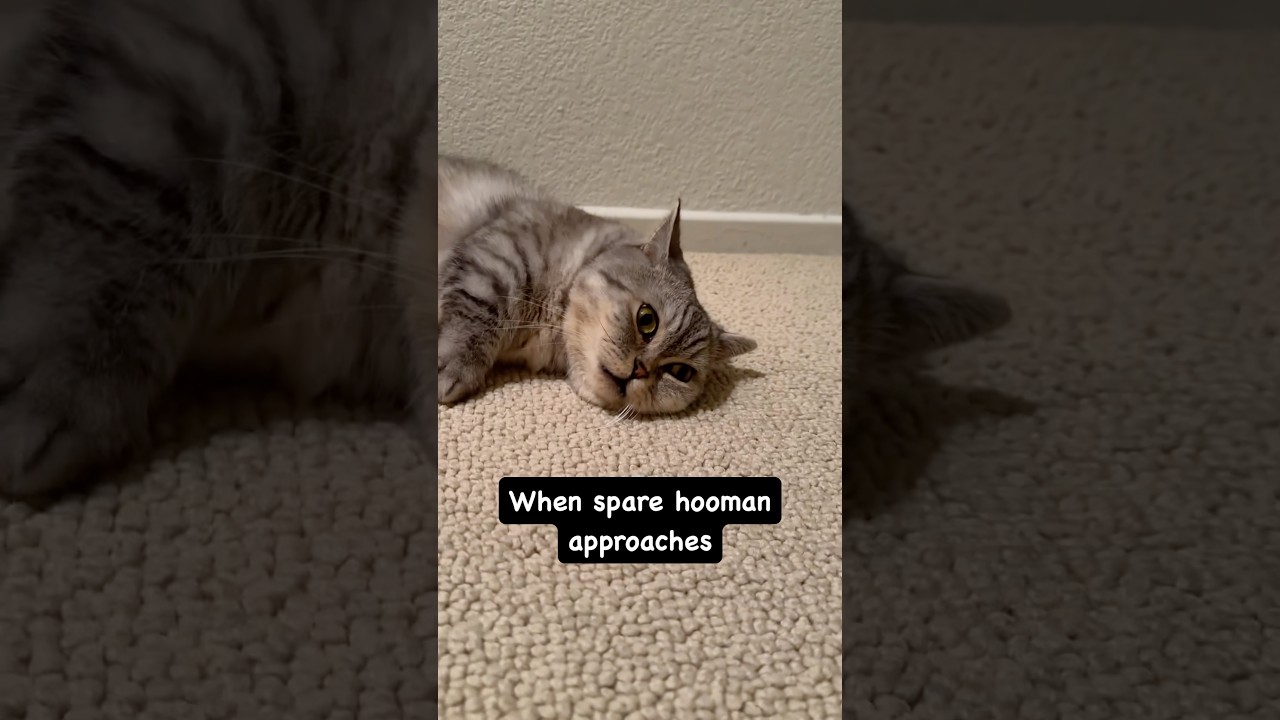 no love for spare hooman in 2025? 🥲