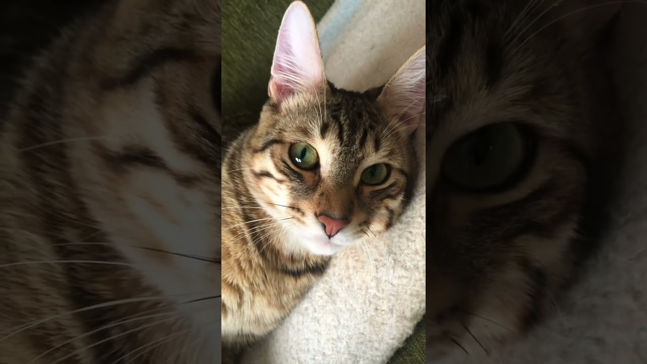Кот Морфи❤️ #shorts #cat #милыекотята #cute #catlover #catvideos #котики #рекомендации #pets