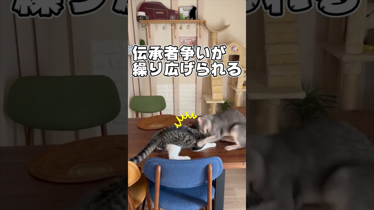 ニャン斗の拳4 #shorts #猫 #アビシニアン
