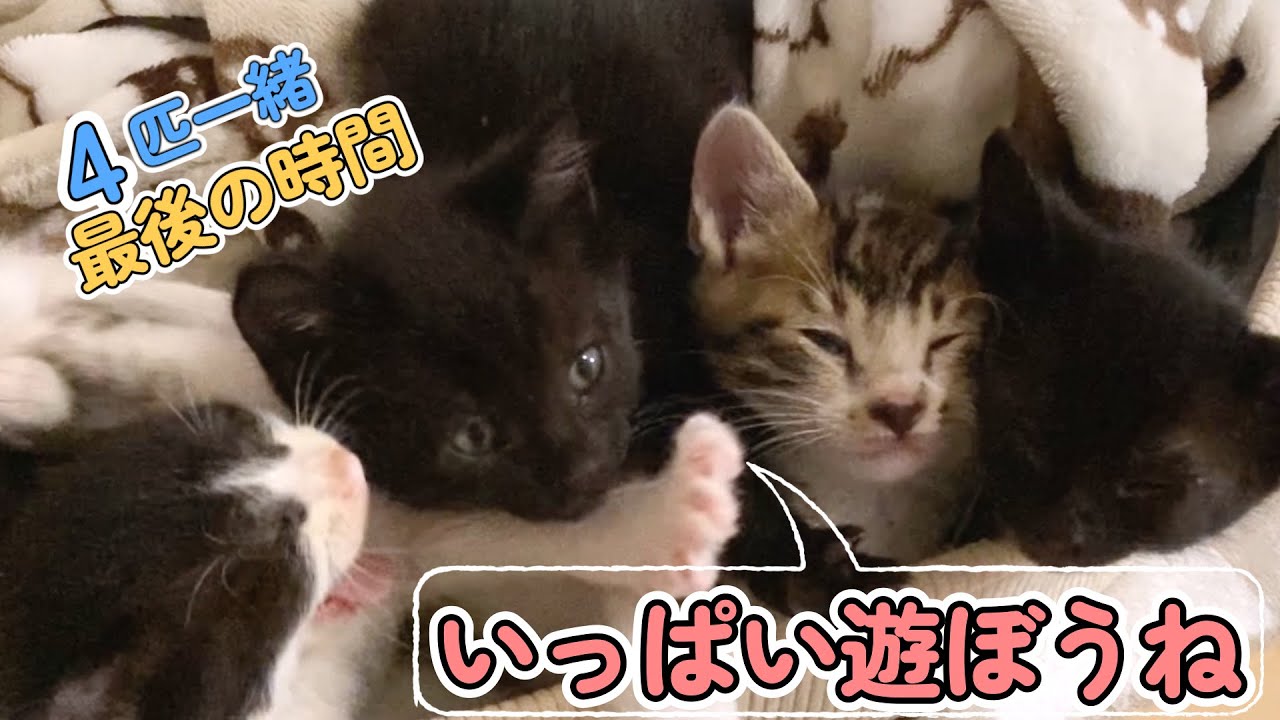 （子猫保護）4匹一緒最後の日保護猫たちはいっぱい遊びました。3話（6〜7日目）保護猫日記