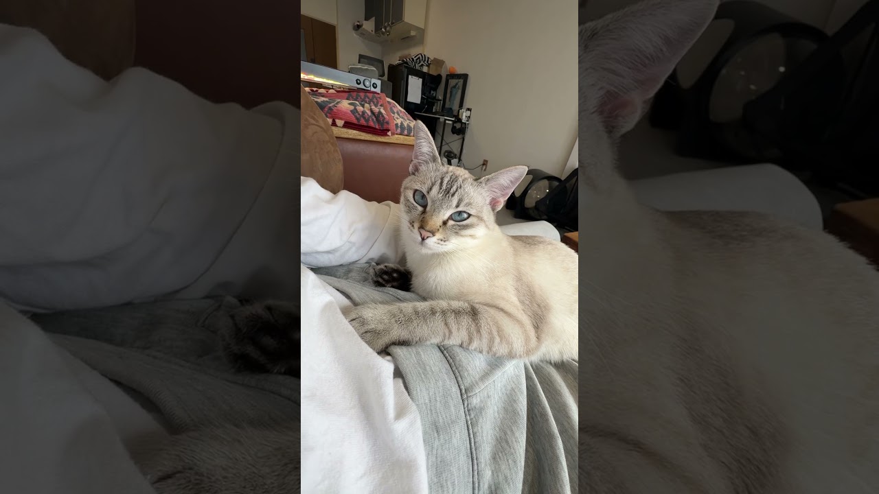 ただただご満悦なお嬢猫　#元保護猫 #シャムトラ #シャムミックス #cat #猫耳 #kitten #シャムmix #猫耳 #siamese mix
