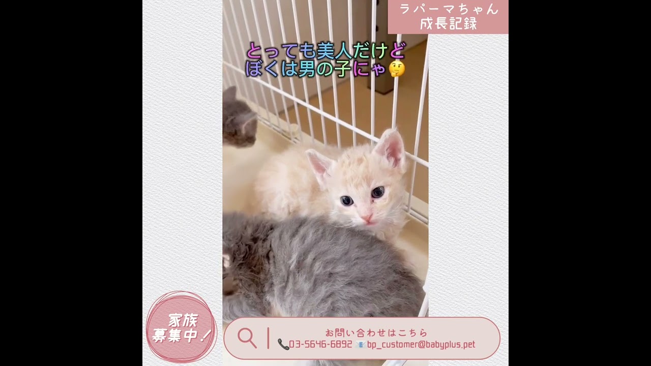 【ラパーマ】ベビーちゃん成長記録☆【男の子】