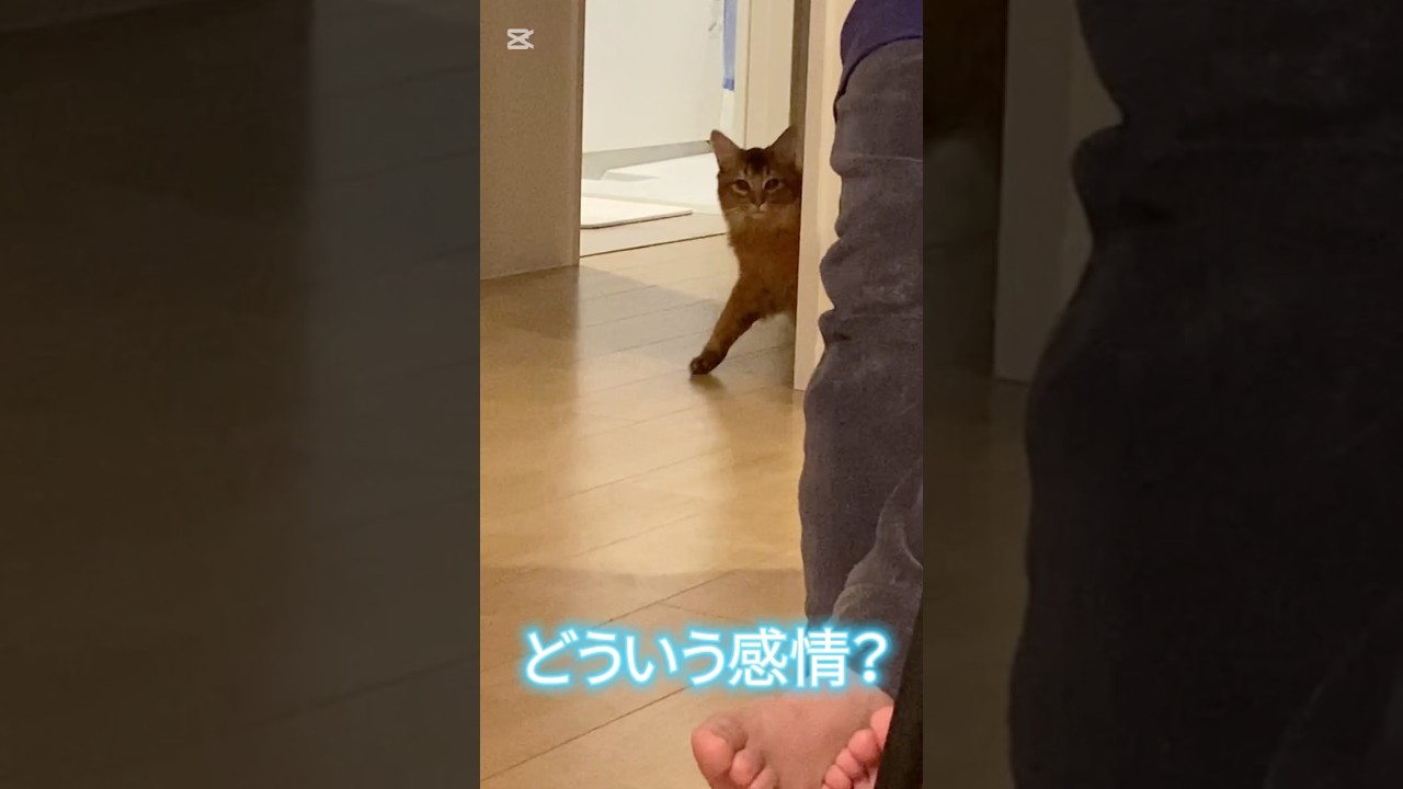 こっそり #cat #ソマリ #猫のいる暮らし #ねこの動画 #ねこ #ねこねこ #ねこ動画 #こねこのいる暮らし #ねこのいる生活
