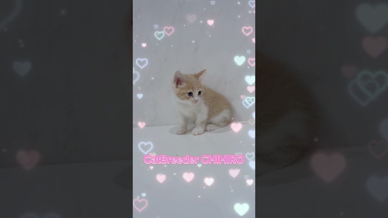 マンチカン長足男の子🩷 【お問合せ詳細は説明欄に記載あります】 #スクーカム #ブリーダー直販 #マンチカン #ミヌエット #ラパーマ #子猫 #子猫販売 #猫 #猫のいる暮らし #猫動画