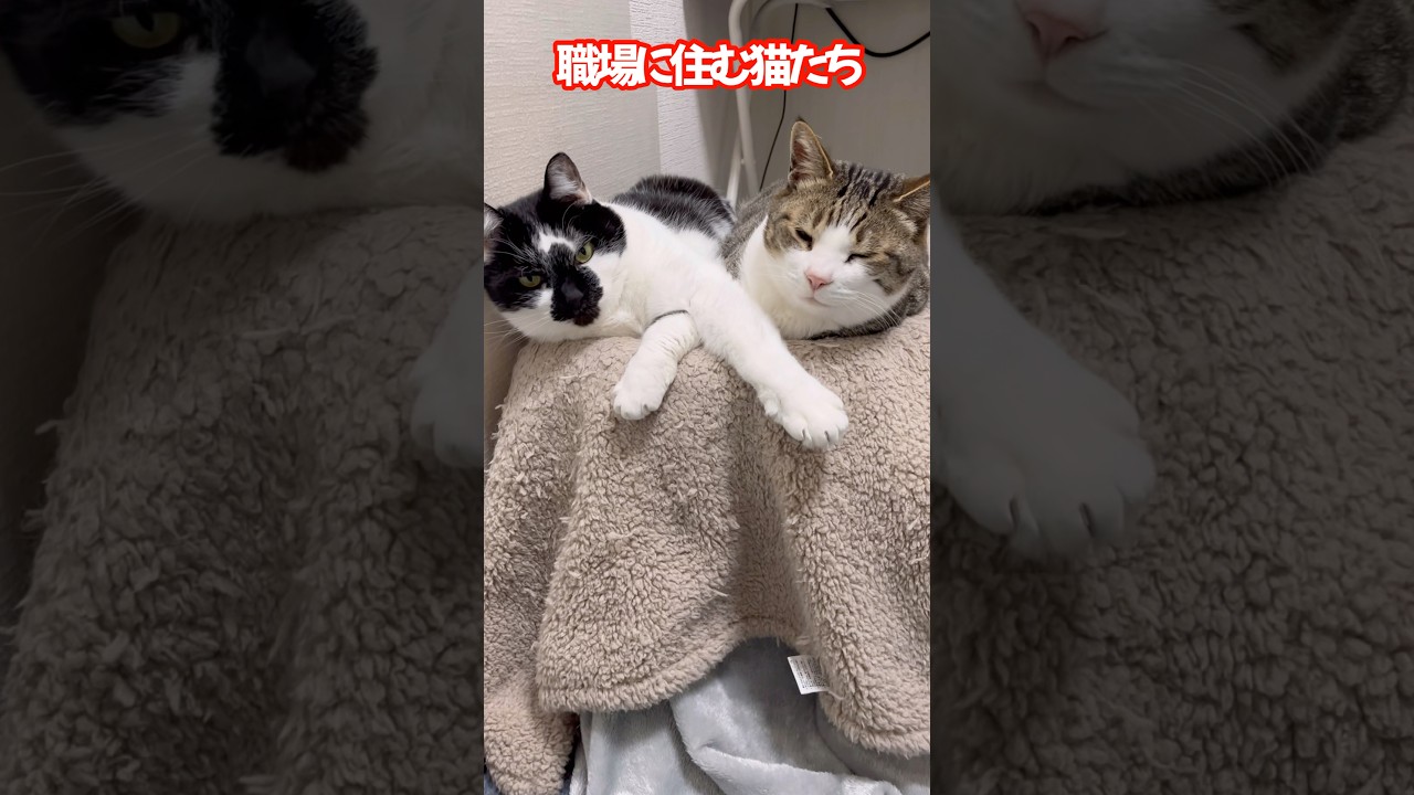 仲良しが過ぎる！！😍#shorts #猫 #cat