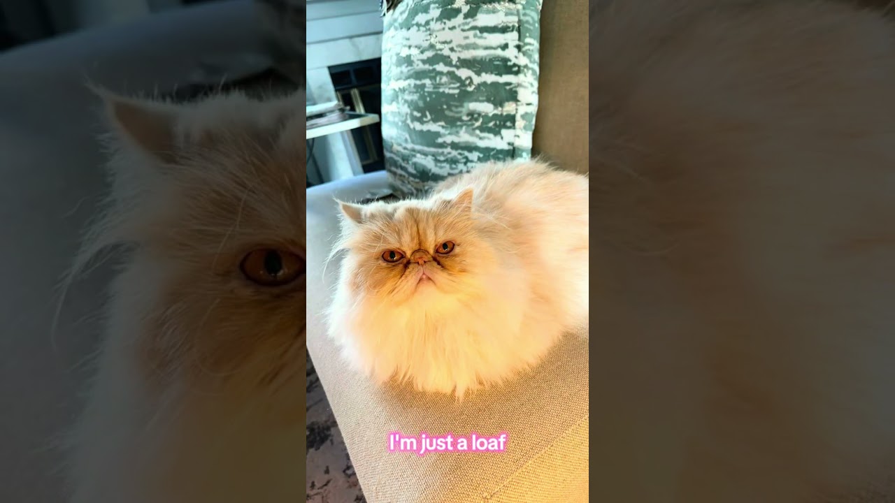 It's time for a loaf check!