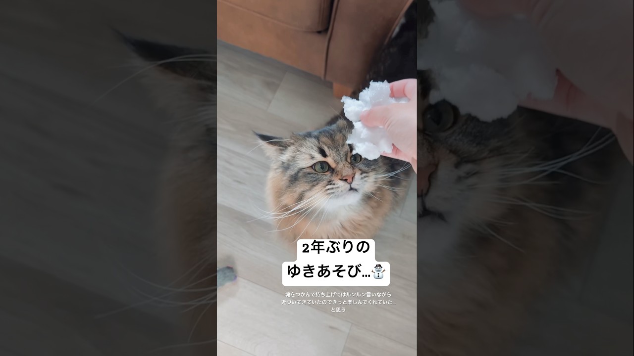 雪合戦（一方的） #猫 #サイベリアン #雪