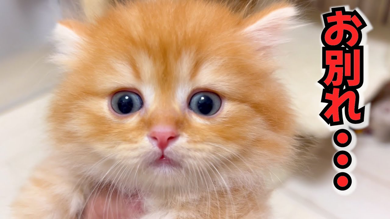 【マンチカンの子猫】幸せなお別れ・・子猫達の巣立ちな件 ～猫のいる生活Vol.1069～出産動画 マンチカン短足・ミヌエット・ペルシャ猫専門ブリーダー『ペット蔵人』【子猫の成長記録】